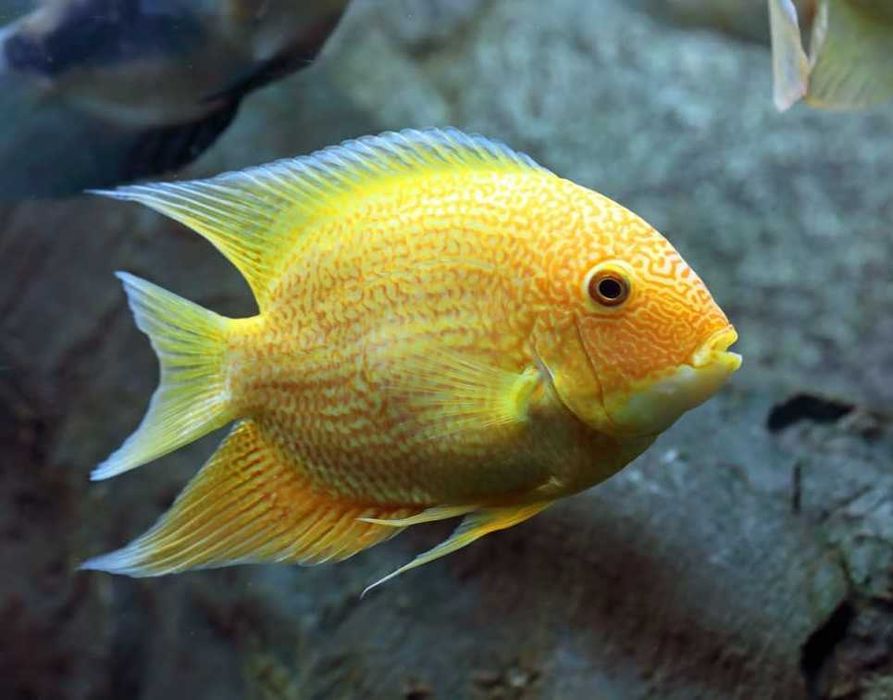 Pielęgnica severum sewerum (Heros efasciatus) WYSYŁKA AKWAWIN