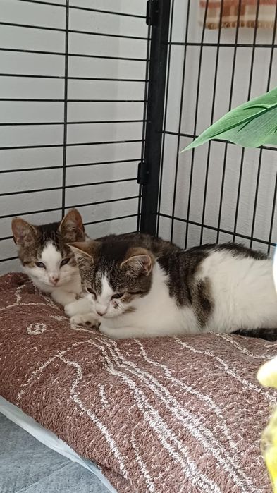 Korki do adopcji