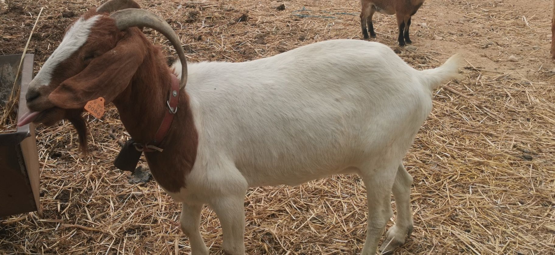Duas Cabras boer