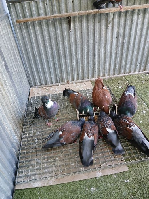 Gołebie koszua 2025