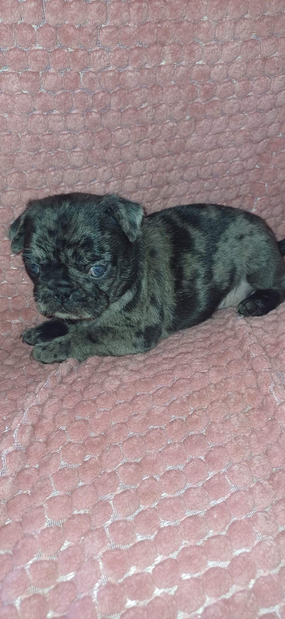 Pug merle de exelente qualidade