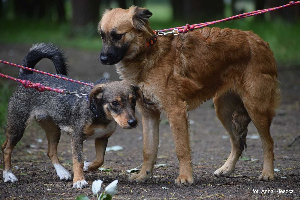 Młoda 10-kilowa suczka Bonita szuka dobrego domu