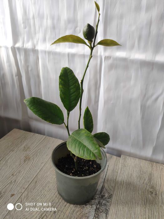 растение Лимон с плодами