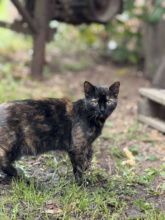 Młoda kotka szuka domku