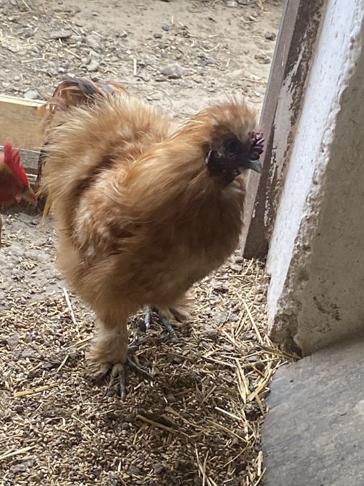 Koguty silki jedwabiste