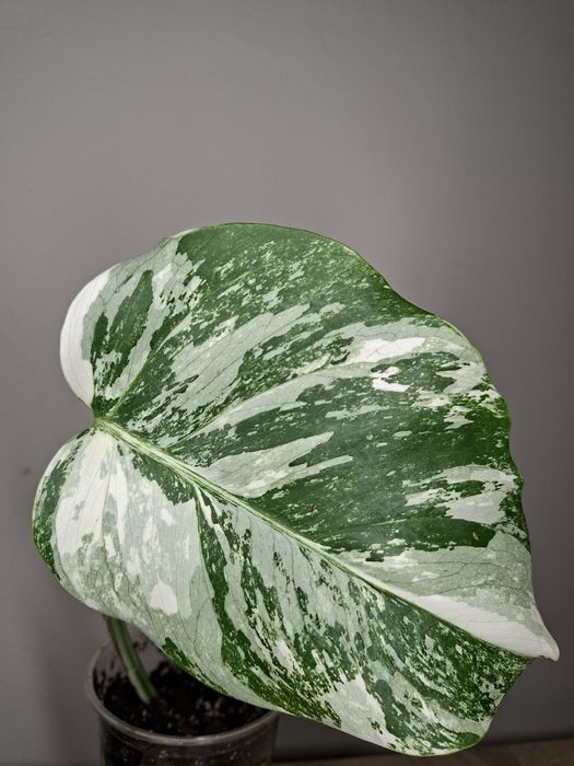 Monstera Borsigiana Variegata #4