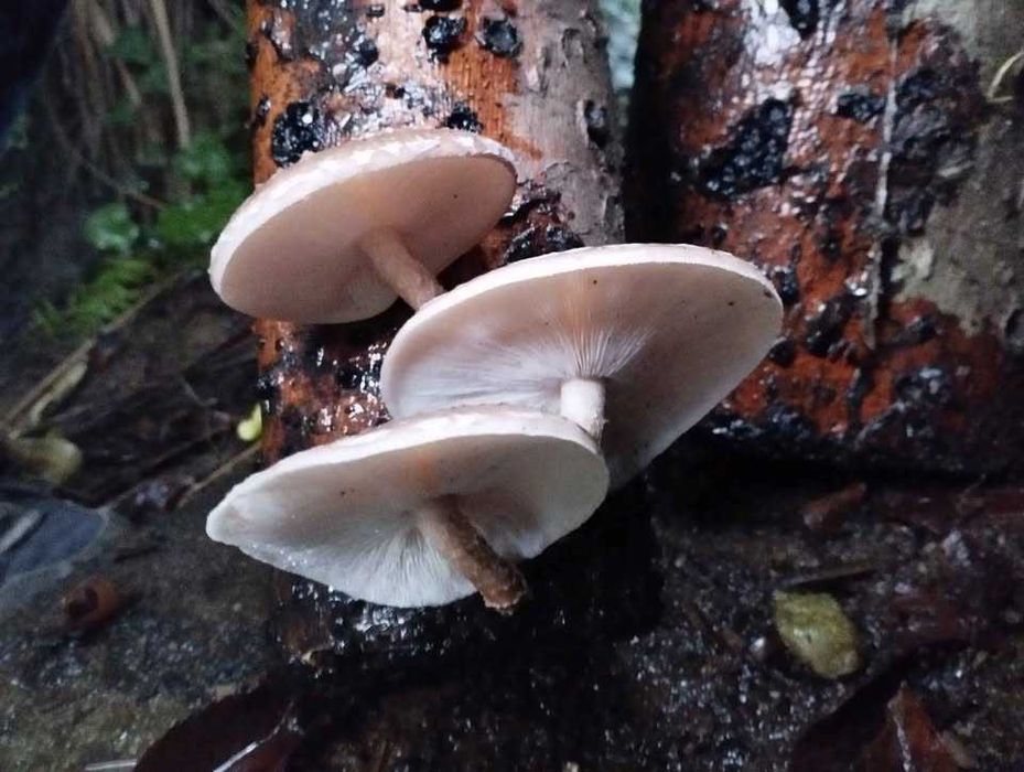 Shiitake fresco cultivado ao ar livre