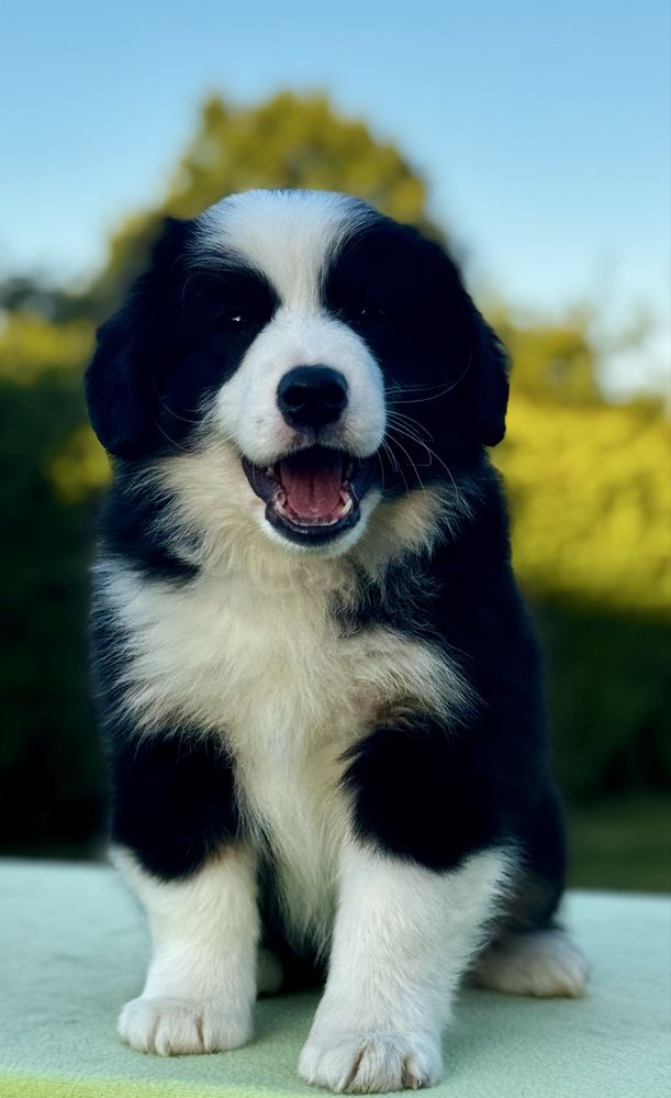 Amerykański owczarek miniaturowy- MAS - Mini Aussie- piesek FCI