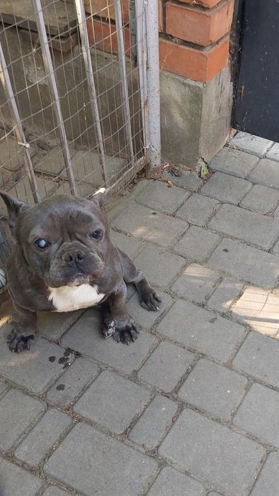 Отдам бесплатно французский бульдог,девочка,4г.