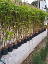 Bambus Phyllostachys Aurea "Koi"