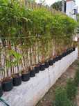 Bambus Phyllostachys Aurea "Koi"