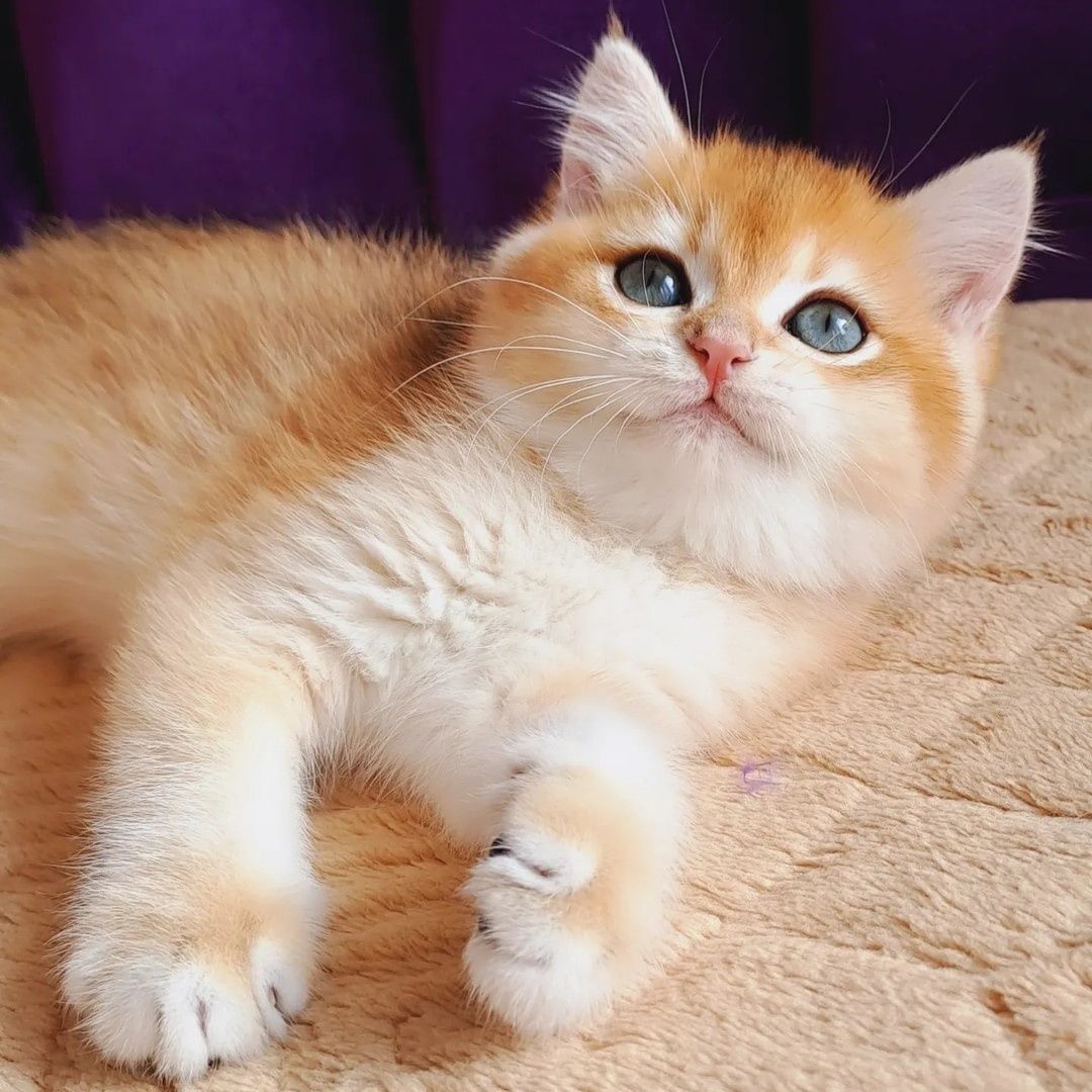 Британський котик золота шиншила BRI by 12