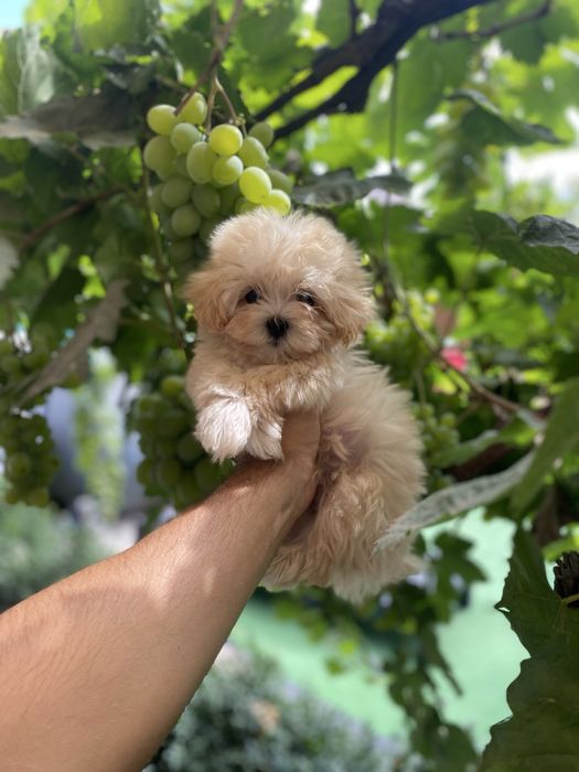 Дуже милі мальтіпу