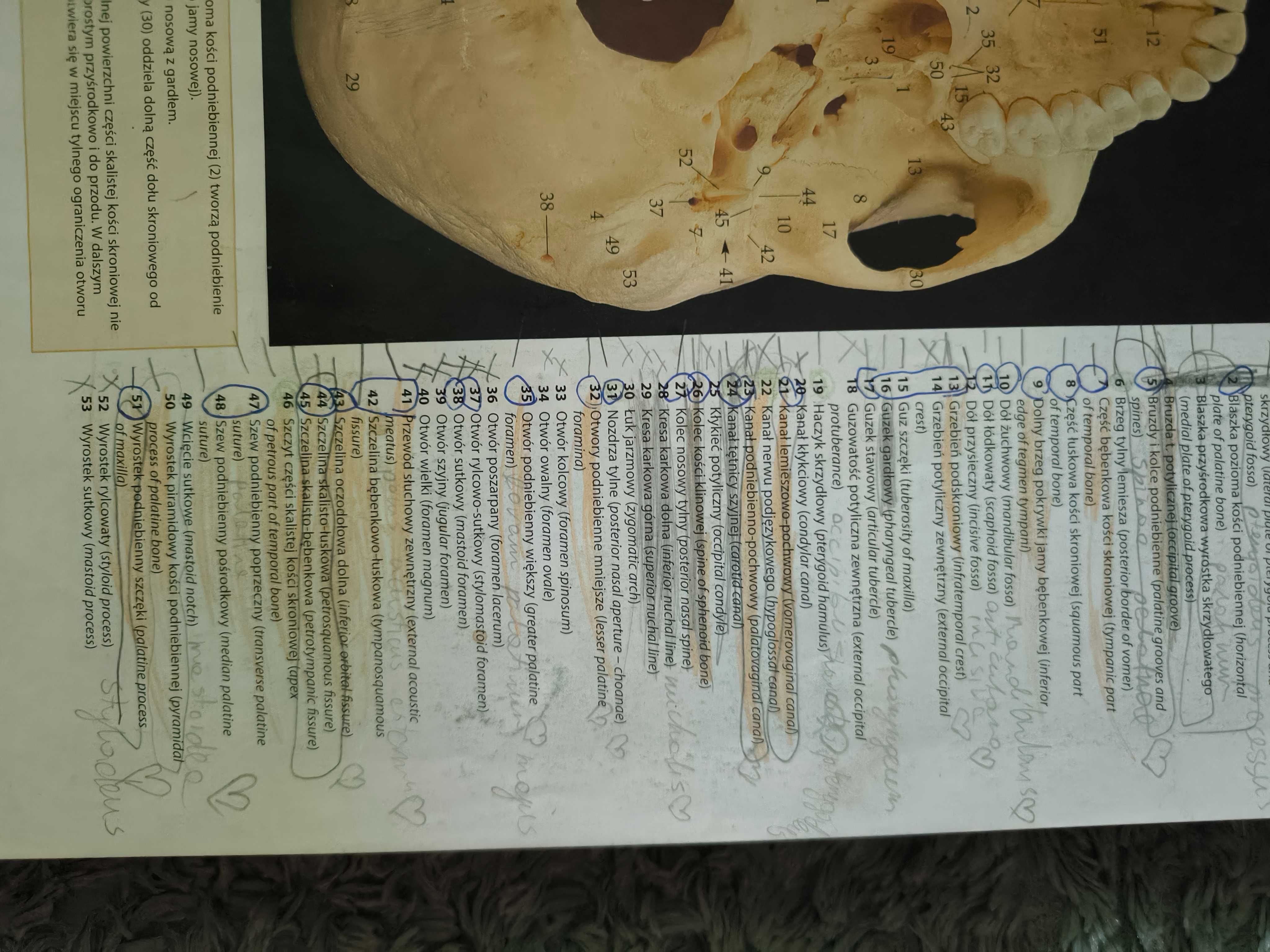 McMinn & Abrahams Polsko-angielski atlas anatomii klinicznej