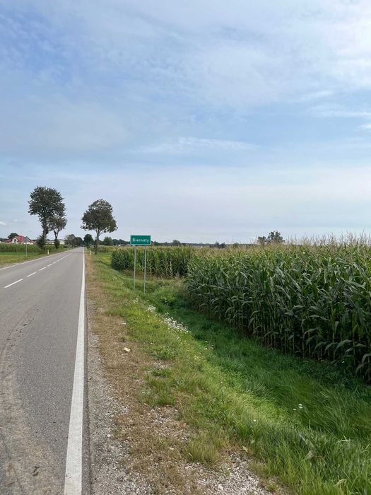 Bele kiszonki z kukurydzy