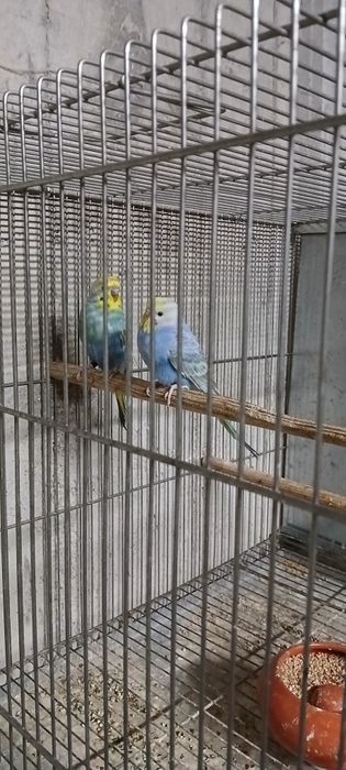 Periquitos arco iris