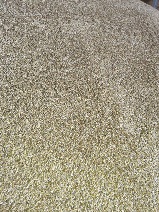 Jęczmień jary sprzedam