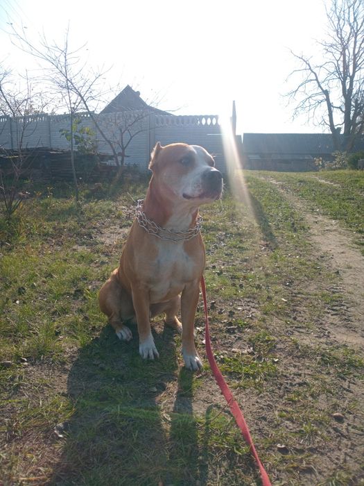 Відам собаку у добрі руки  безкоштовно