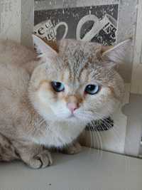 Вязка  Шикарный британский кот