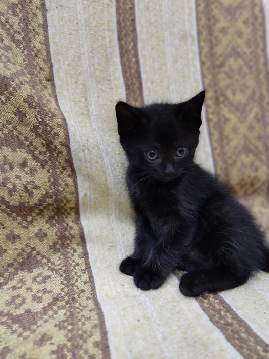 Віддам котиків в добрі руки