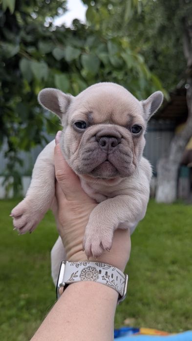 Невероятно красивые щенки с голубыми глазами