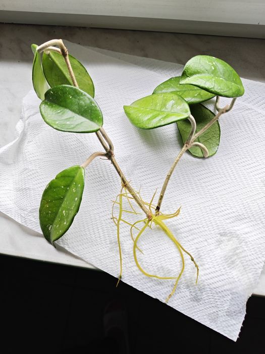 Hoja kwiatek pokojowy