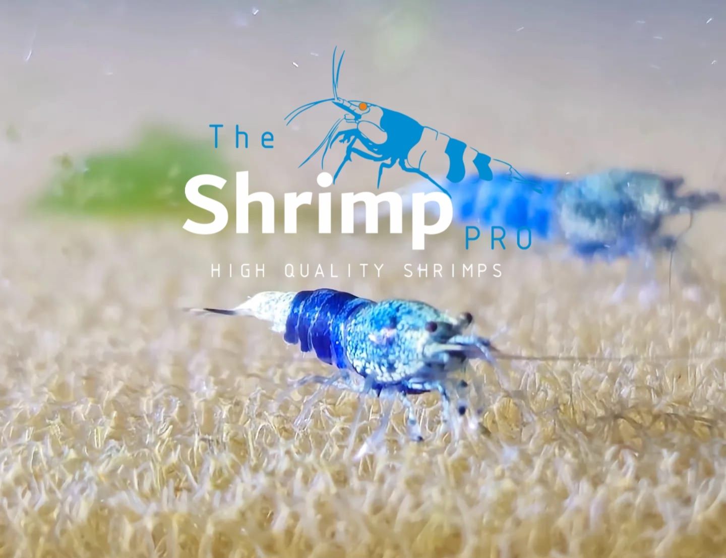 Diversos caridinas/ high quality shrimps, medium e high grade