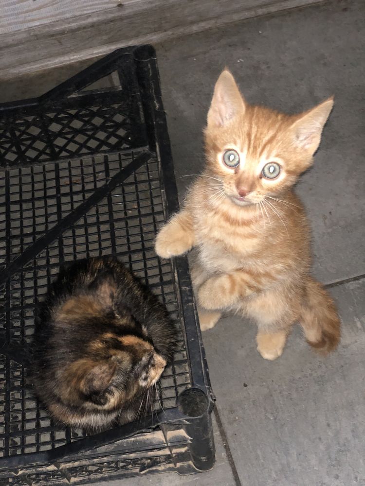 Шотланский прямоухий котик