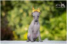 * XOLO * XOLOITZCUINTLI Miniaturowy *piesek bezwłosy* Wilkoria FCI