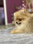 Sunia pomeranian szpic miniaturowy ZKwP FCI