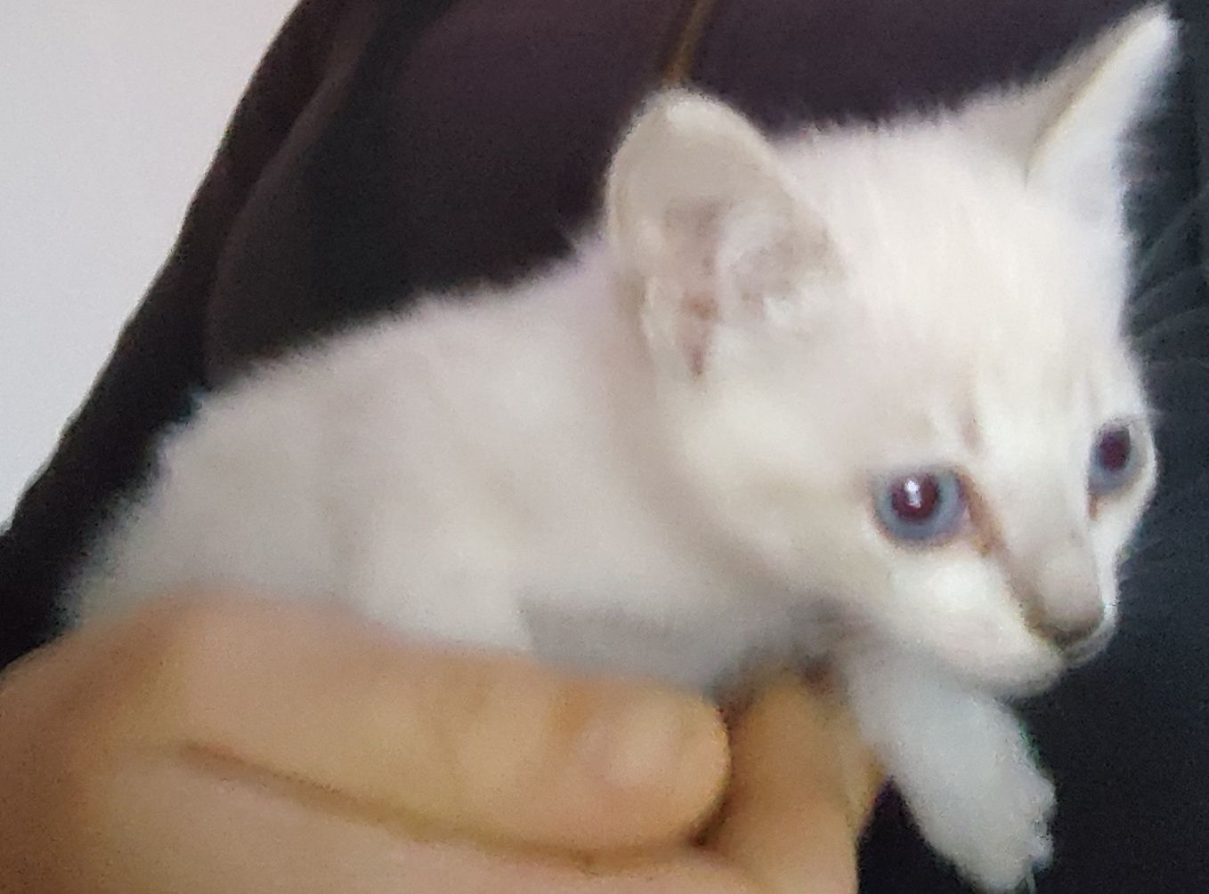 Dou gatinha com 2 meses