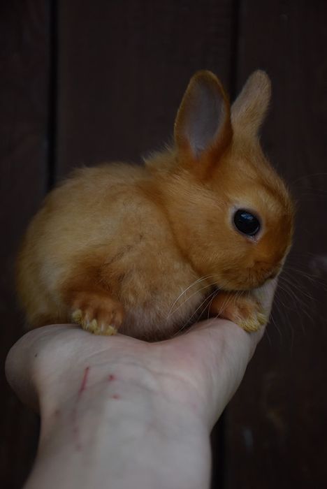 Karzełki niderlandzkie / mini króliczki / prawdziwe maluszki