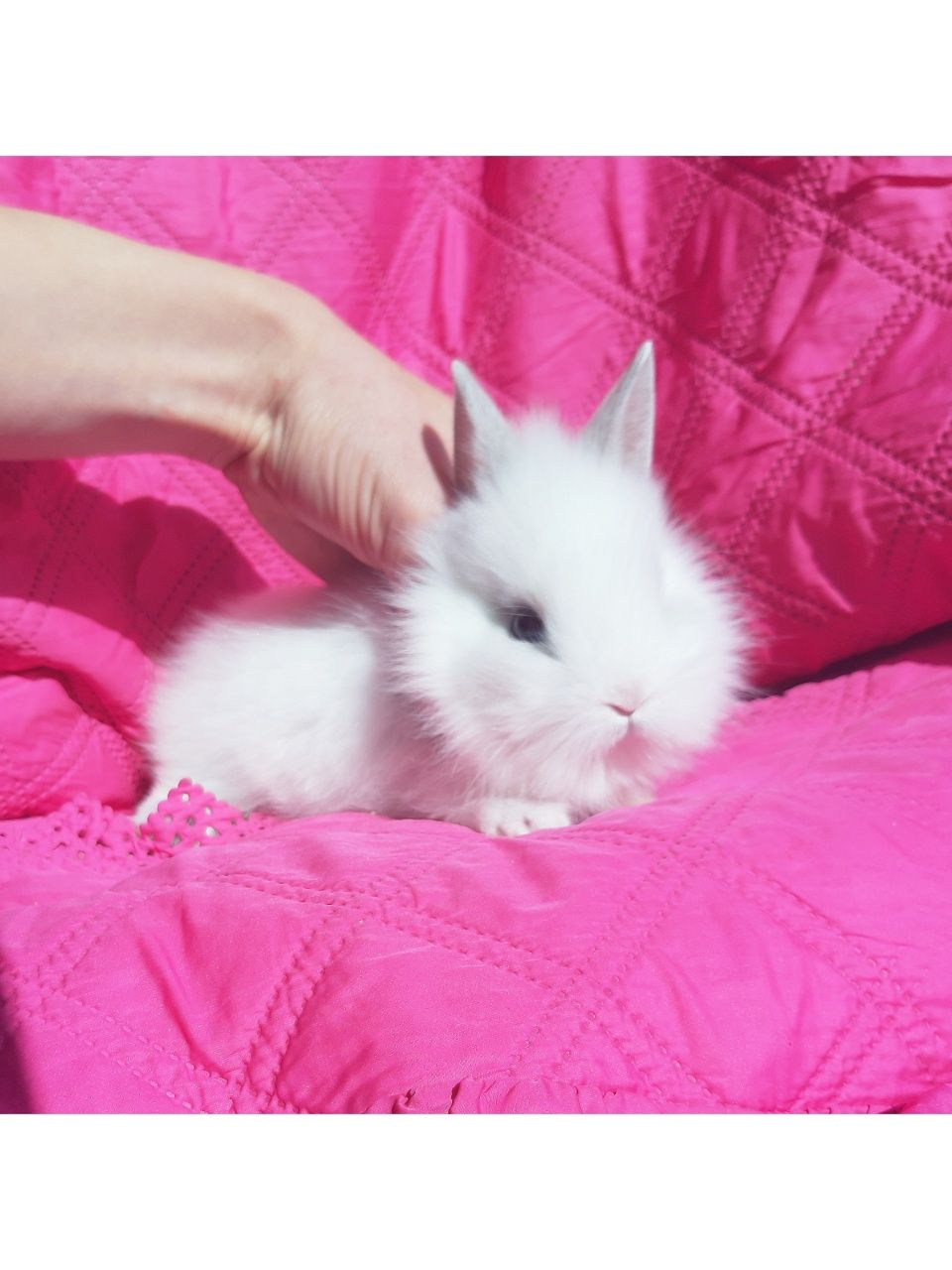 Карликовые супер мини кролики декоративные крольчата