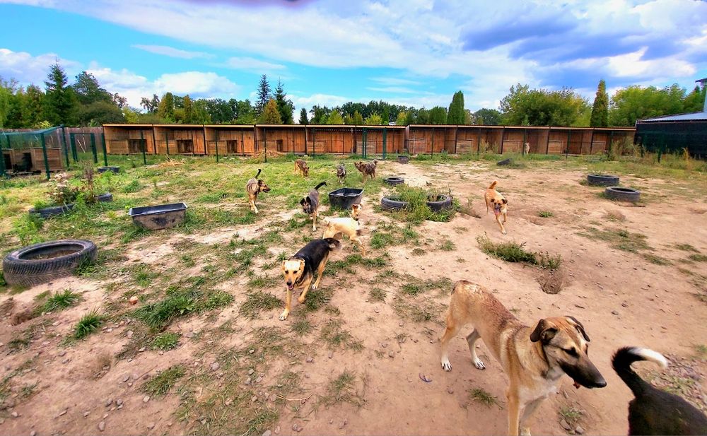 Передержка для животных