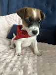 Jack Rusell Terrier szczeniaczek piesek.