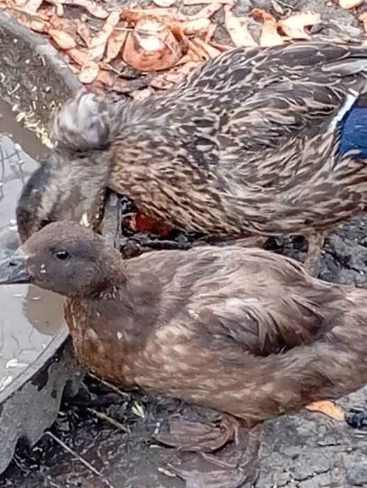 Продам декоративних качок