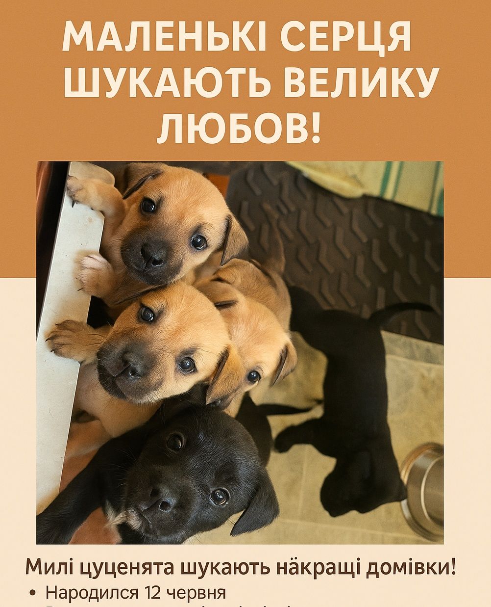 Віддам цуценят в дбайливі руки
