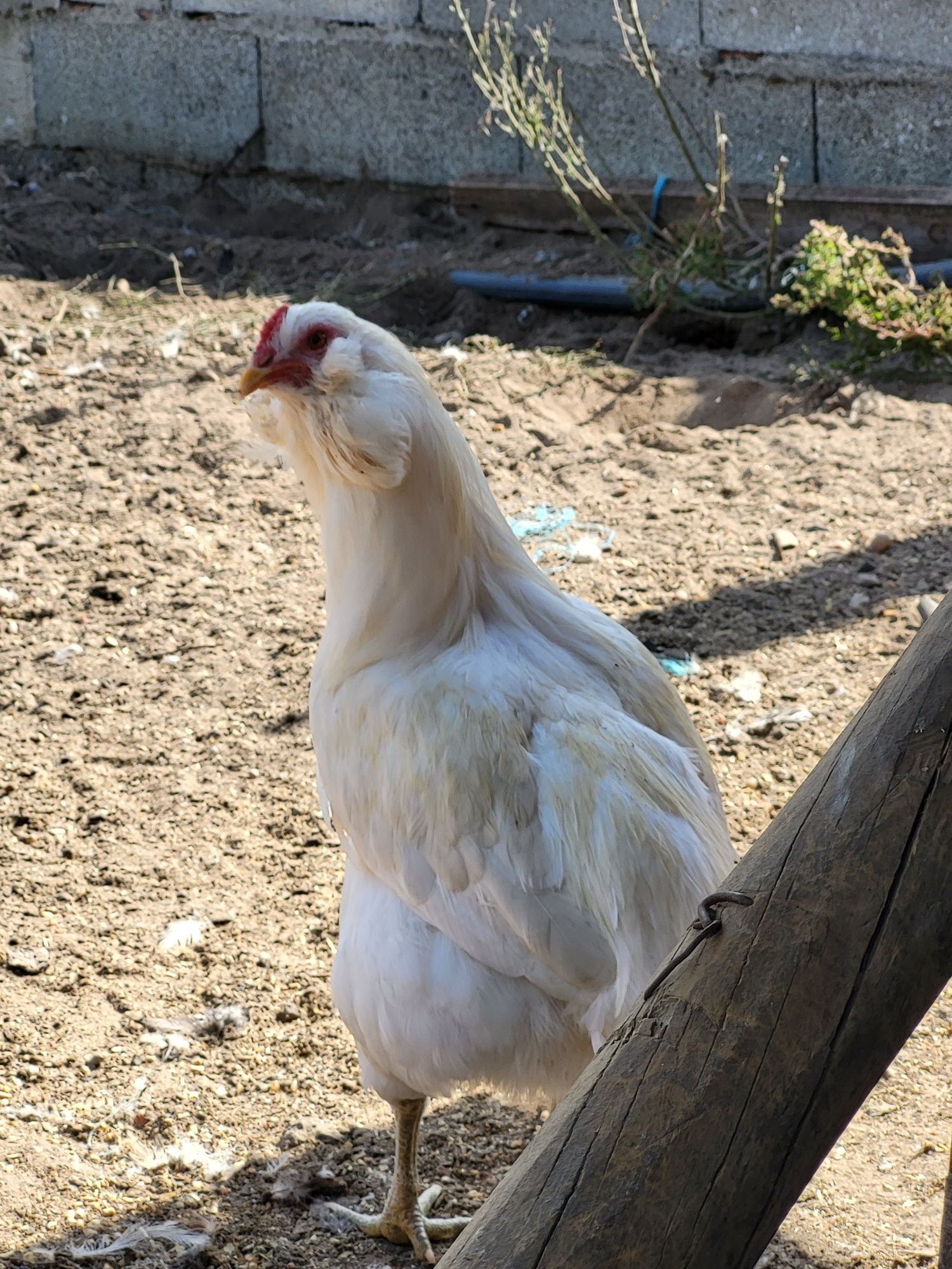 Vendo Araucabas brancas