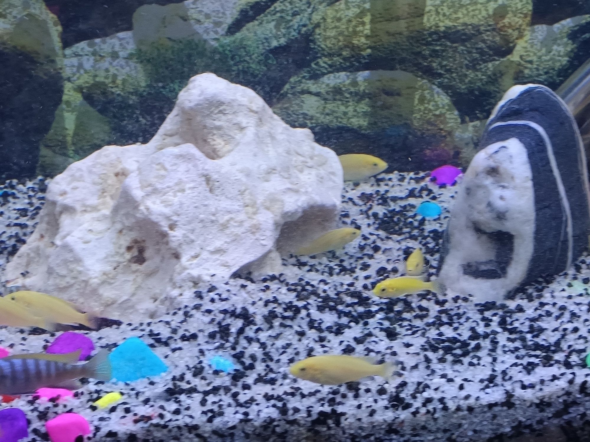 Labidochromis careuleus