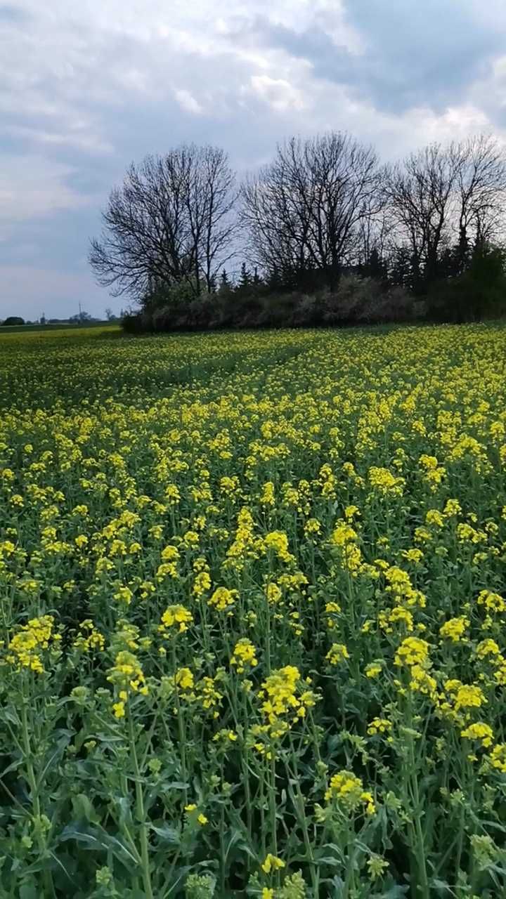 działka siedliskowa 3000 m z własnym stawem Sulimów Szostakowice