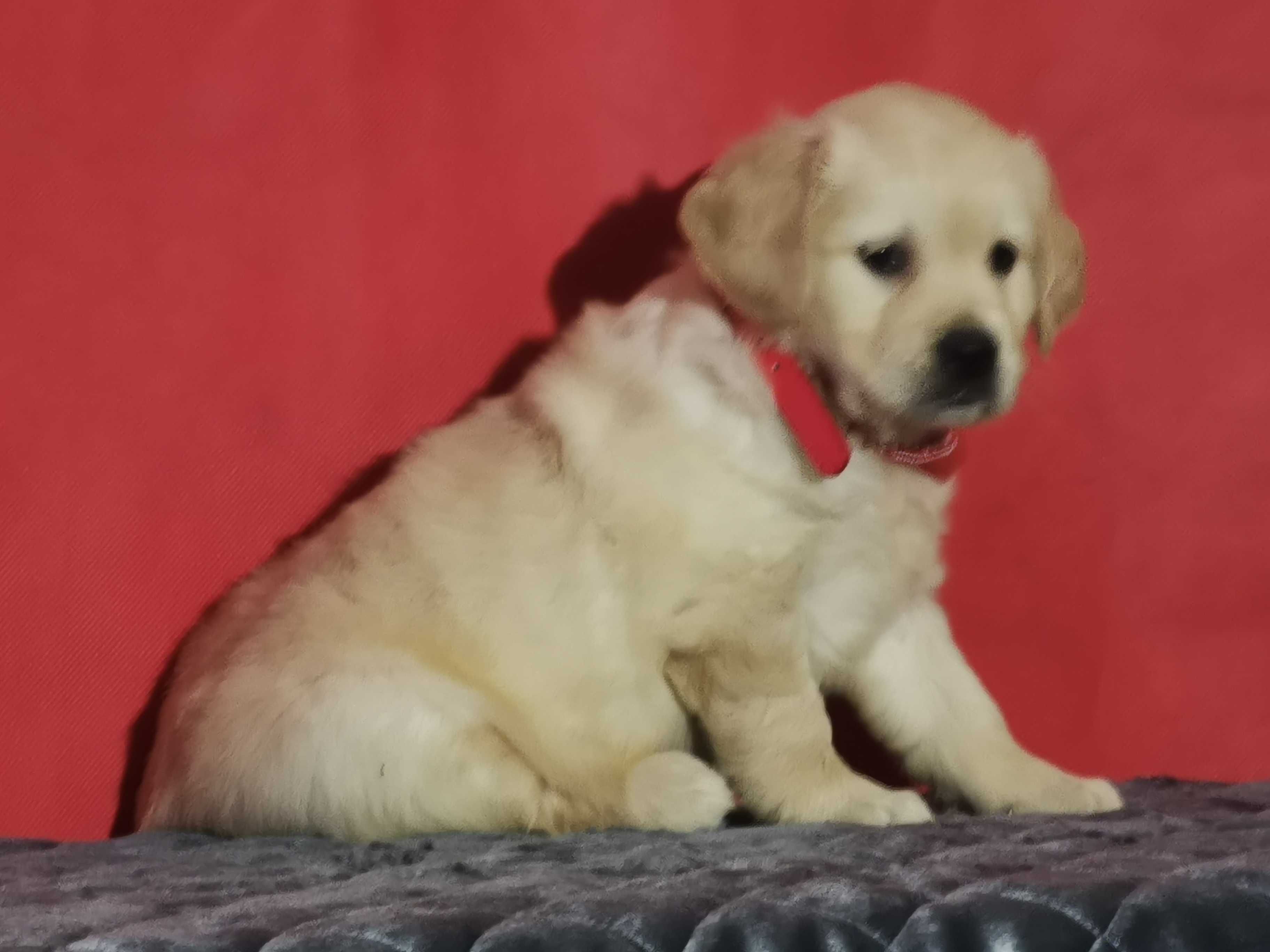 Golden retriever złota suczka
