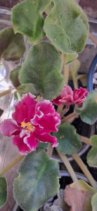 Продам квітучі фіалки