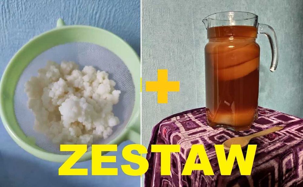 Grzybek herbaciany XL + grzybek tybetański — hoduj własne prebiotyki!