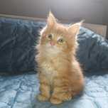 Kocurek Maine Coon