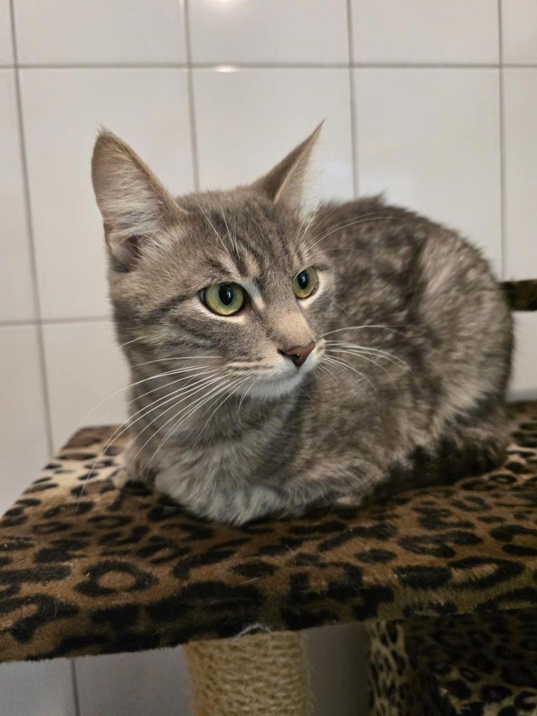 Roczny wykastrowany Silver do adopcji