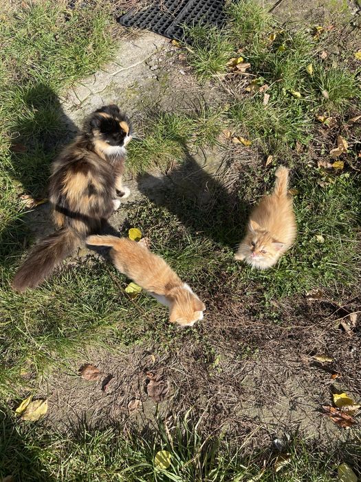 Віддам в добрі, ласкаві, відповідальні руки
