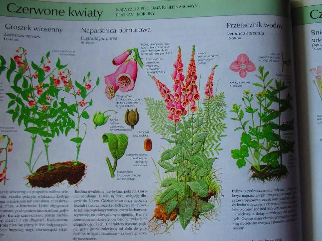 Nasza przyroda - rośliny i zwierzęta Europy/przyroda/flora/ilustracje