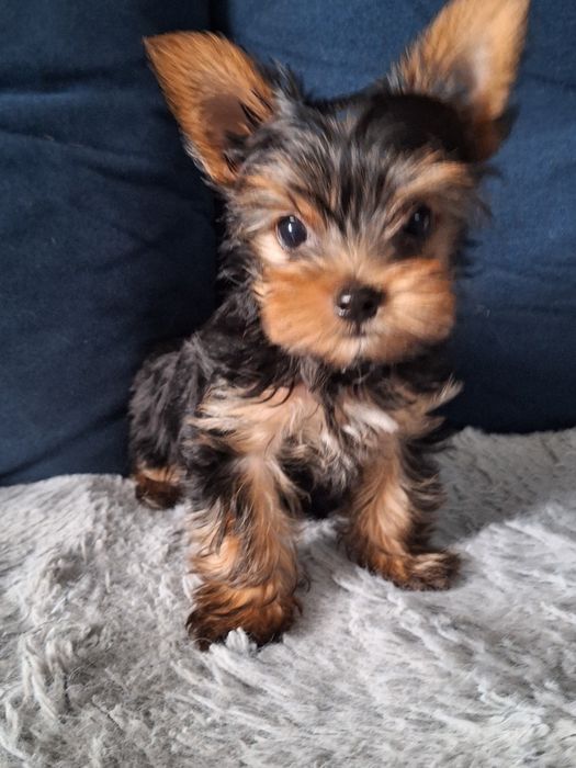 Śliczny york piesek