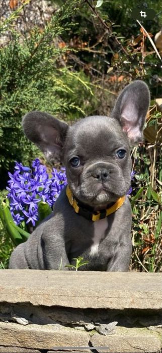 Щенки французского будьдога