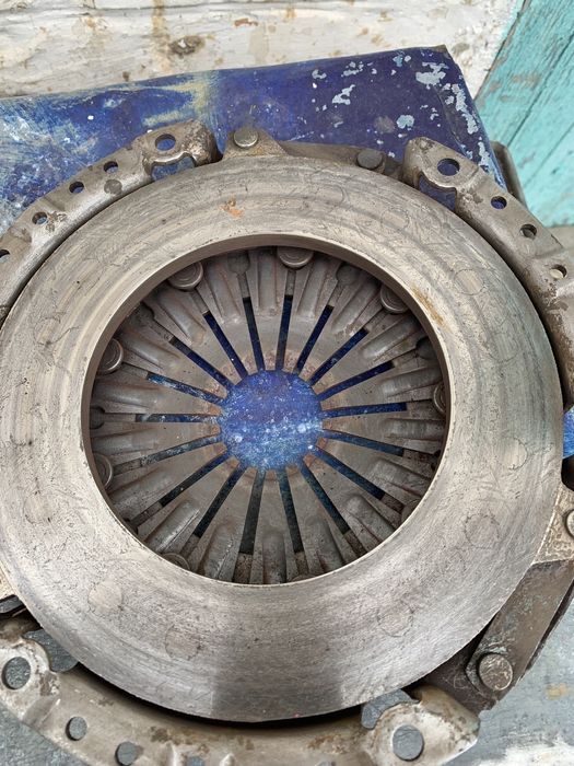 Продам  щеплення 1.8